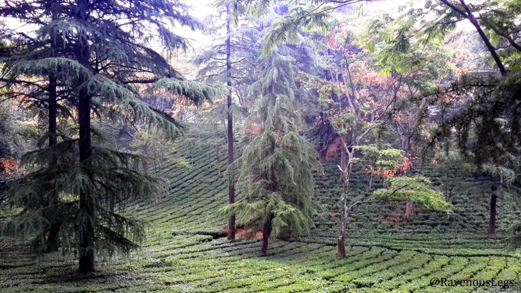 Himachal Heritage Village – Palamapur